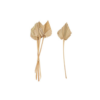 Creative Co-Op Dried Palm leaves