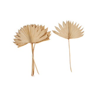 Creative Co-Op Sun Dried palm leaves
