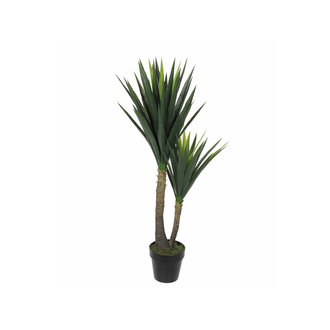 Modus Lifestyle Plante de Yucca