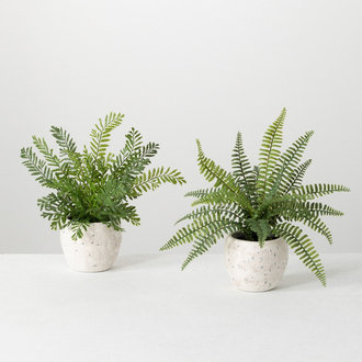 Sullivans Potted fern