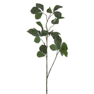 Modus Lifestyle Stem of Parthenocissus