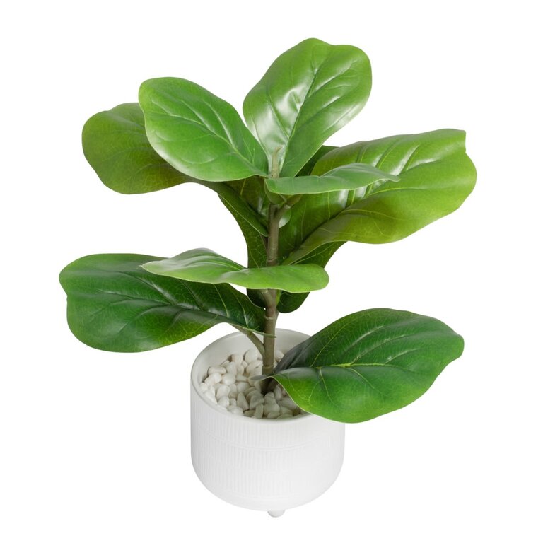 Torre & Tagus Ficus en pot