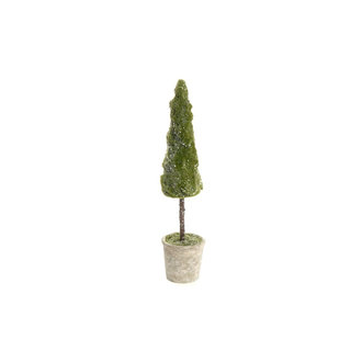 ADV/Pine Center Mossy potted tree