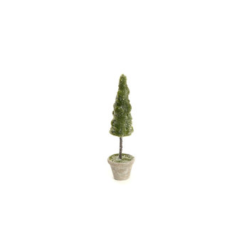 ADV/Pine Center Mossy potted tree