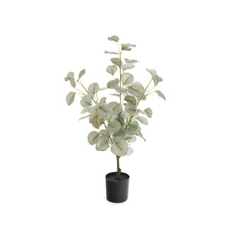 Potted eucalyptus tree