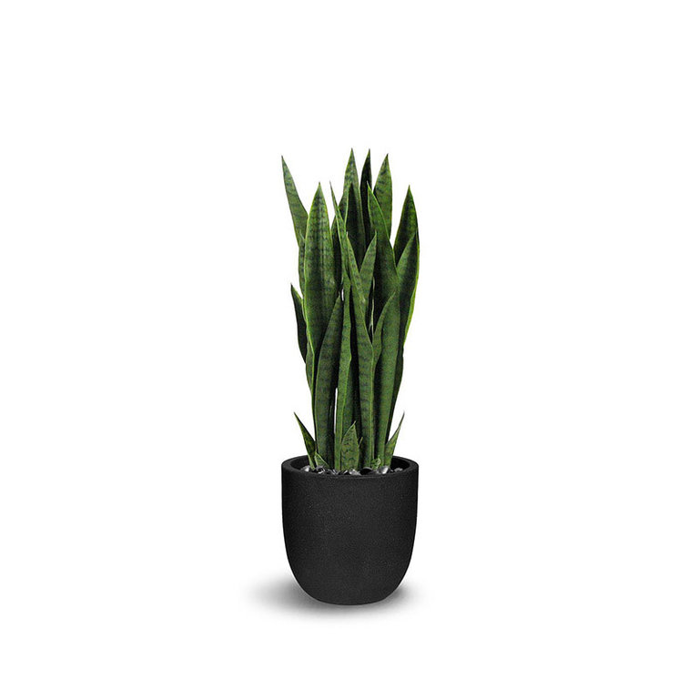 Potted Sanseveria