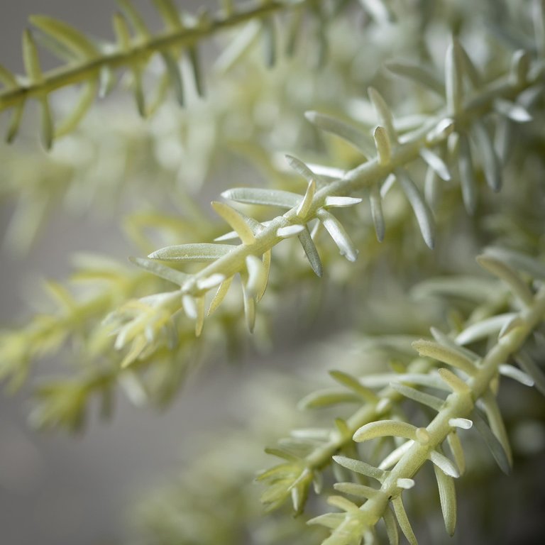 Assorted Artificial Thyme