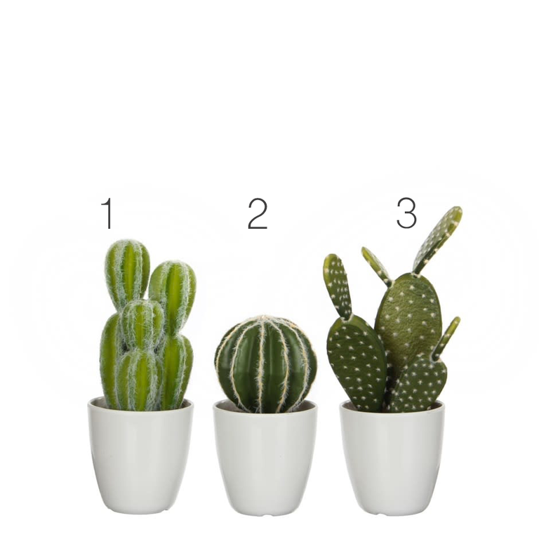 Modus Lifestyle Cactus en pot