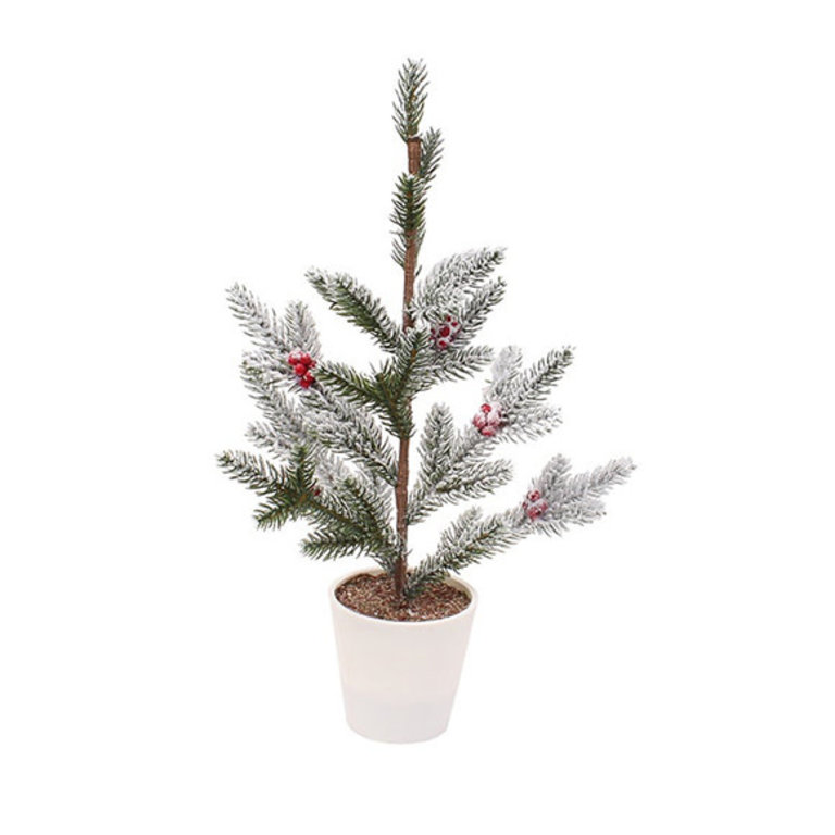 Cranberry tree - Medium