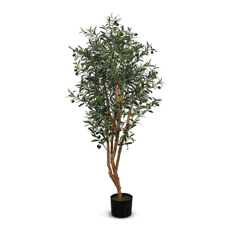 Olive tree