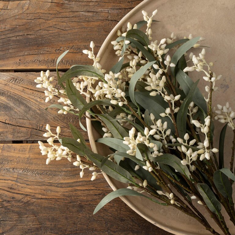 Eucalyptus branch in bloom