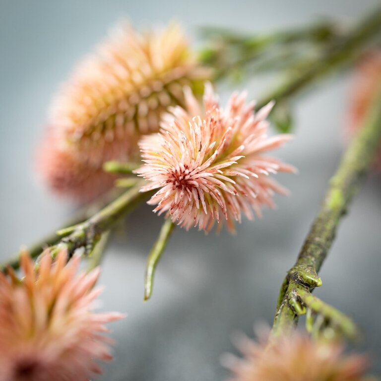 Willow stem in flower