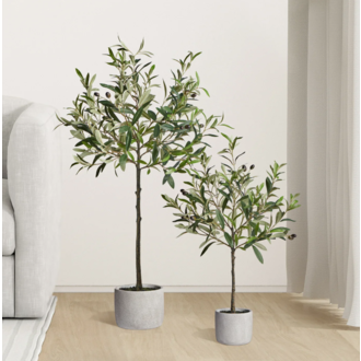 Small Olive tree