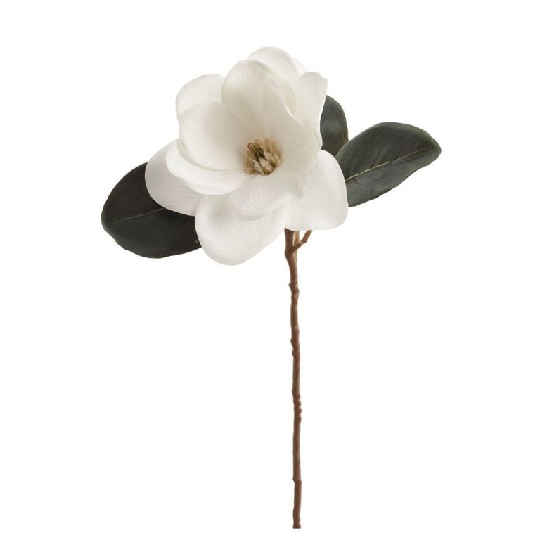 Magnolia Stem