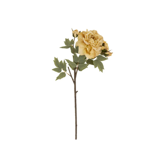 Tige Pivoine - Ivoire