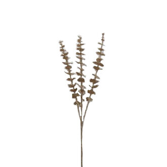 Tige D'eucalyptus - Champagne