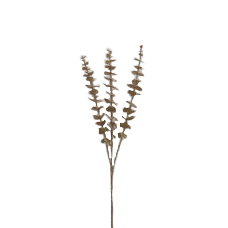 Eucalyptus Stem - Champagne