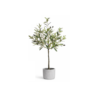 Small Olive tree