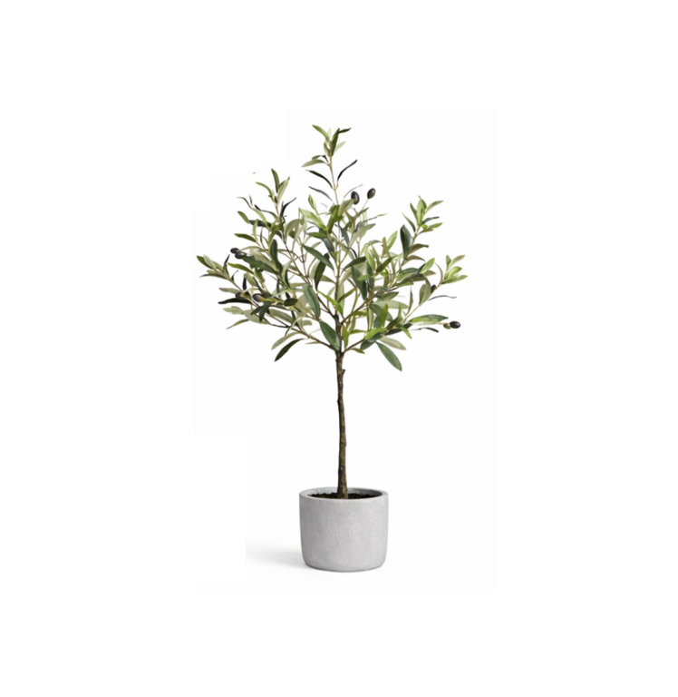 Small Olive tree