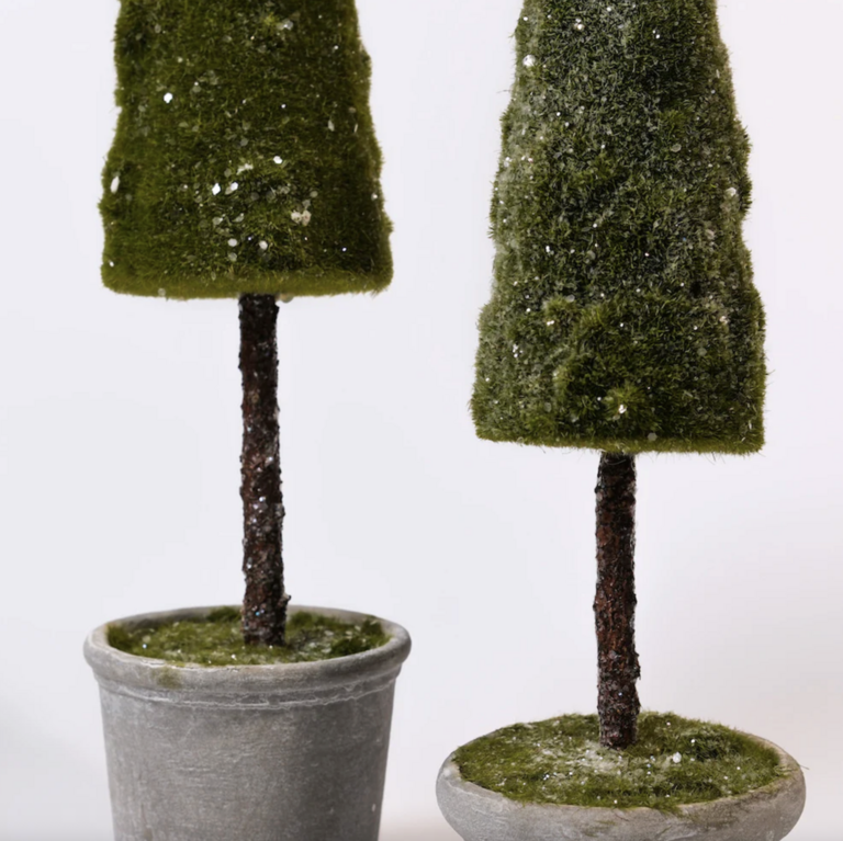 ADV/Pine Center Mossy potted tree