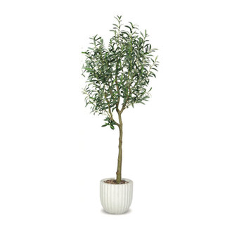 Arbre Olivier en pot Beige