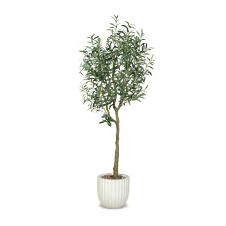 Arbre Olivier en pot Beige