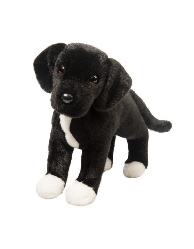 Twister Black Lab / Pit Mix