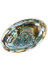 Abalone Shell One Side Polishied 5-6 inch