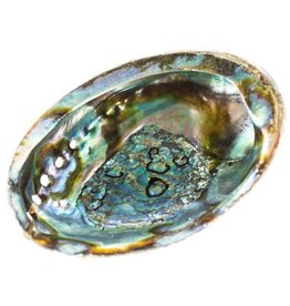 Abalone Shell One Side Polishied 5-6 inch