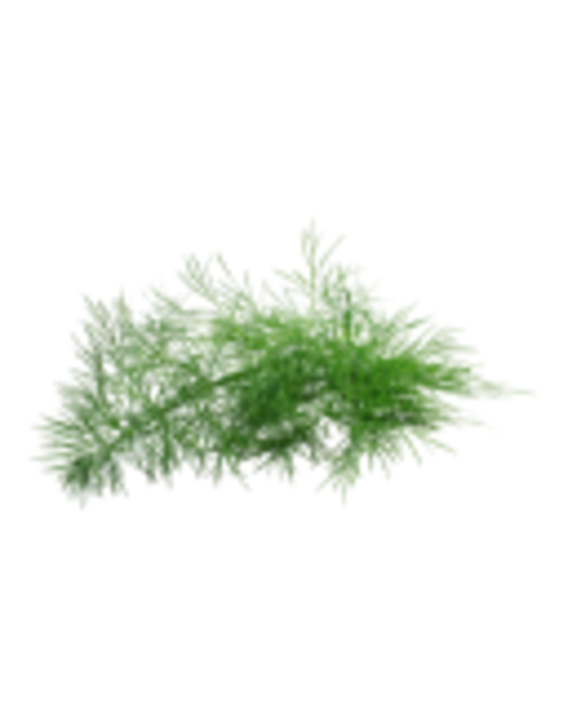 Infused Olive Oil Wild Fernleaf Dill