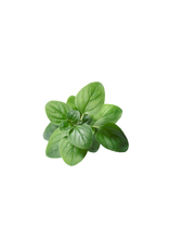 White Balsamic Oregano