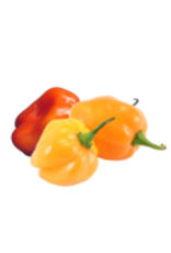 Fused Olive Oil Habanero Red Chili