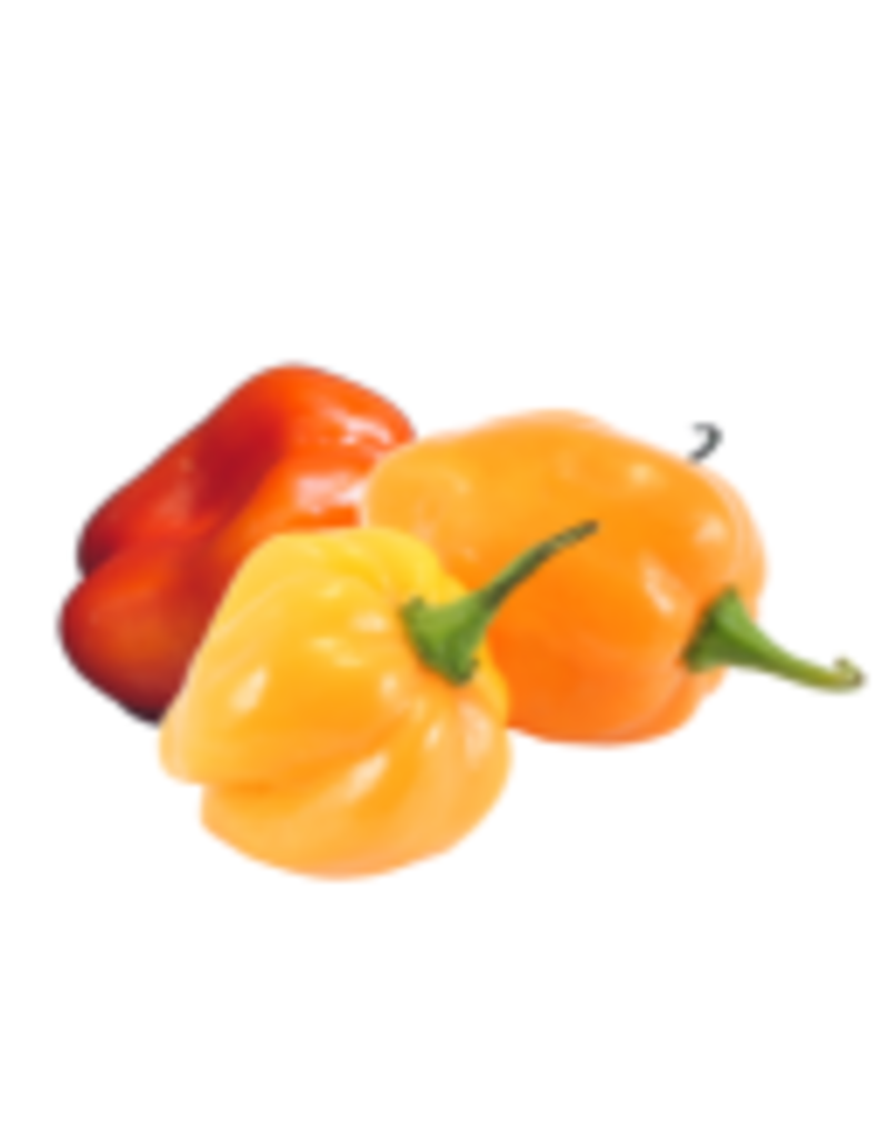 Fused Olive Oil Habanero Red Chili