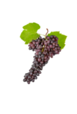 Dark Balsamic Aceto Balsamico di Modena