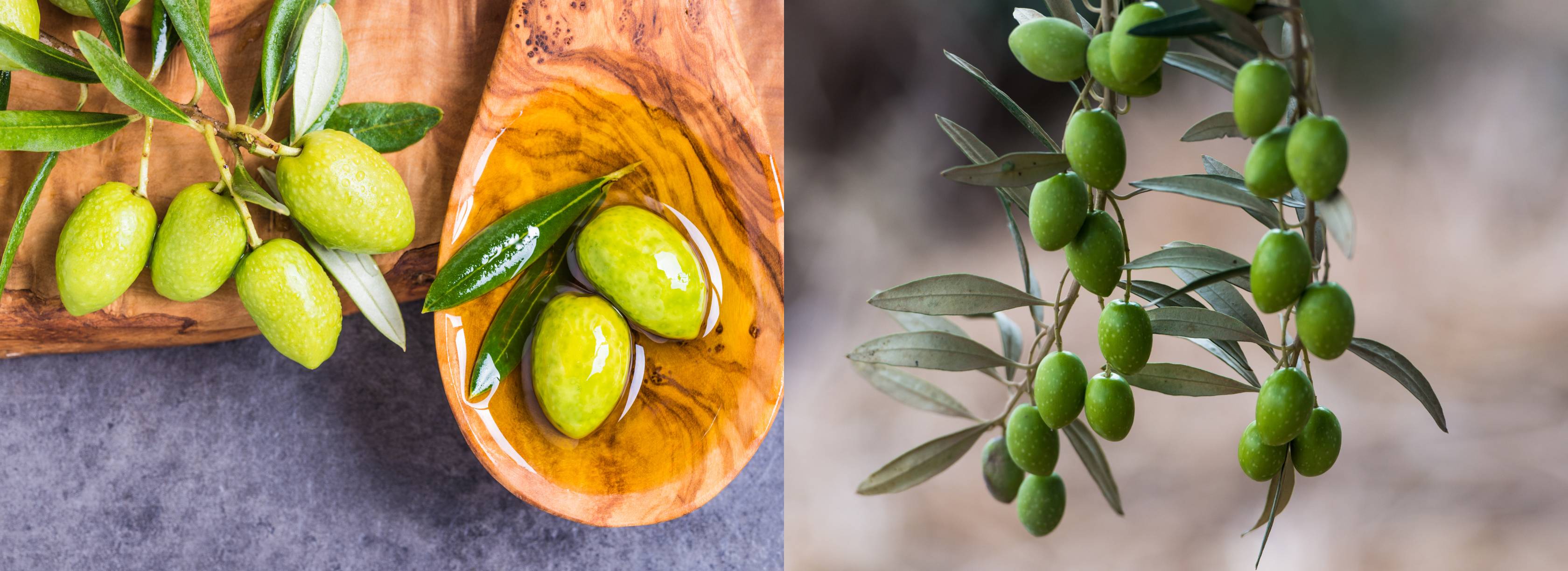 Discover Flavors to Savor