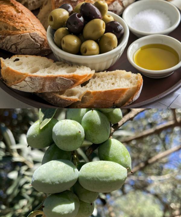 DISCOVER ULTRA PREMIUM OLIVE OILS & BALSAMIC VINEGARS FOR EVERY KITCHEN.