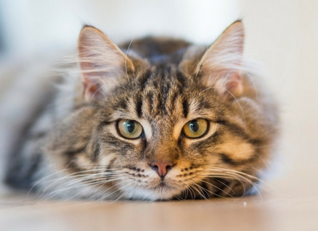 nourish pet care owners