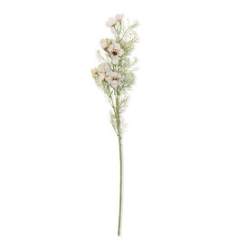 Cosmos Cream Stem