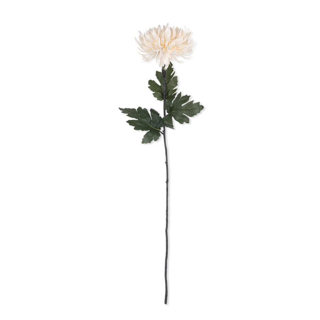 Cream Chrysanthemum Stem