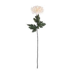 Cream Chrysanthemum Stem