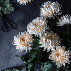 Cream Chrysanthemum Stem