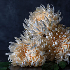 Cream Chrysanthemum Stem