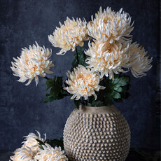 Cream Chrysanthemum Stem