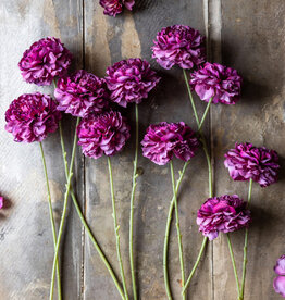 Carnation Stem