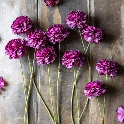 Carnation Stem