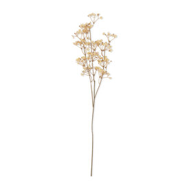 Gysophila Stem Cream