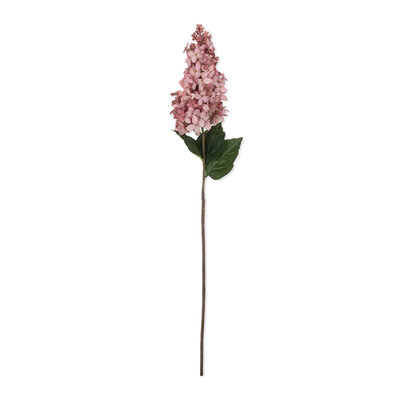 Cone Hydrangea