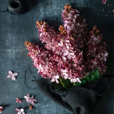 Cone Hydrangea