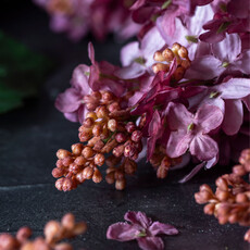 Cone Hydrangea