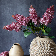 Cone Hydrangea